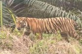 Lagi-lagi Warga Pelalawan Riau Dihantui Kemunculan Harimau Sumatera di Pinggir Hutan