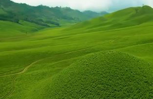 Padang Savana Bromo Justru Makin Hijau Setelah Kebakaran, Yuk Segera Berkunjung