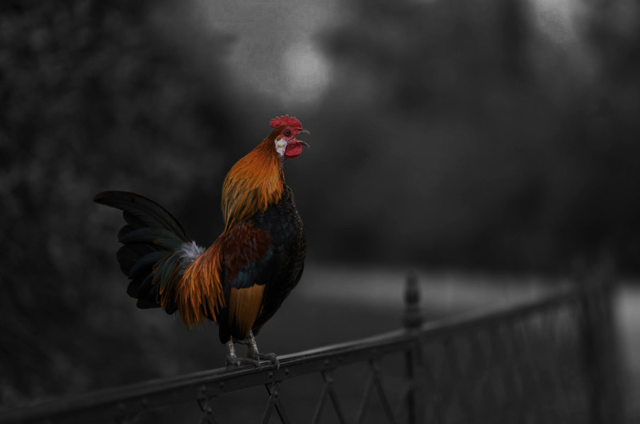 Arti Ayam Berkokok Jam 1 Malam, Inilah Fakta dan Mitos yang Perlu Anda Ketahui
