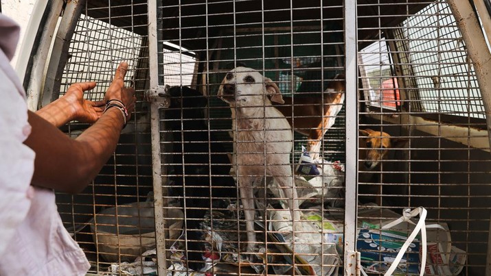 Berikut Beberapa Negara Paling Doyan Makan Daging Anjing: Indonesia Termasuk?