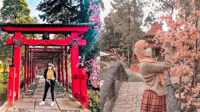 Sakura Hills Tawangmangu: Merasakan Surga di Tengah Hamparan Bunga Sakura di Lereng Gunung Lawu
