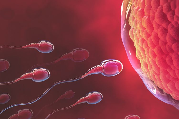 Ini 10 Tips Agar Sperma Tetap Sehat, Untuk Calon Ayah yang Ngebet Dapat Momongan