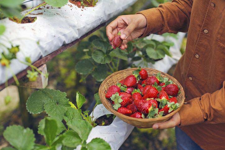 Sensasi Wisata Petik Strawberri di Puncak Bogor: Gratis dan Hawa Mak Nyuss Menjadi Satu!