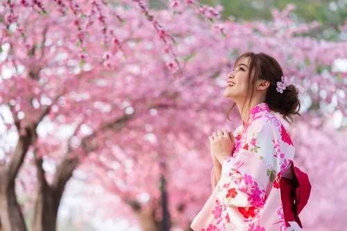 Akhir Maret, Bunga Sakura Mekar Sempurna: Saatnya Wisatawan Healing ke Jepang