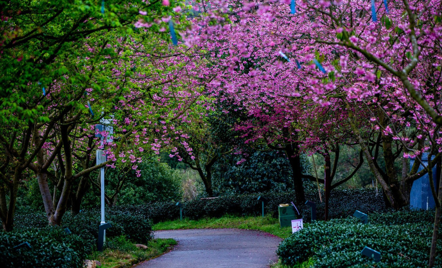 Tak Perlu ke Jepang untuk Melihat Bunga Sakura Bermekaran, Cukup di Taman Sakura Cibodas