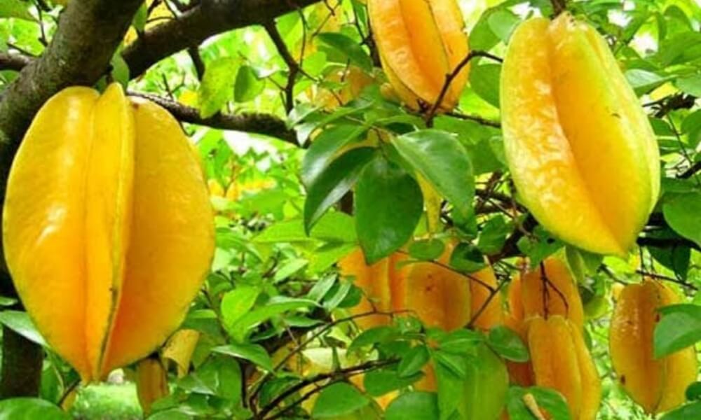 6 Manfaat Belimbing untuk Kesehatan, Salah Satunya Bisa Kendalikan Kadar Gula Darah