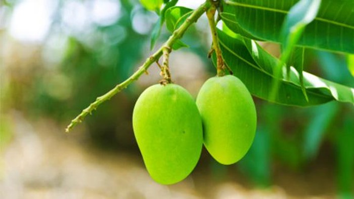 Bukan Hanya Buahnya yang Manis, Rupanya Daun Mangga Punya Banyak Manfaat bagi Tubuh