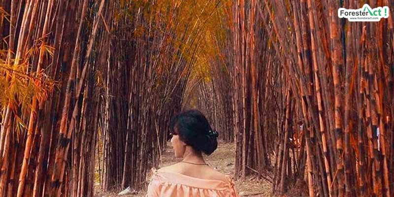 Menikmati Wisata Hutan Bambu di Jawa Timur: Yang Gratis Memang Lebih Nyaman dan Indah
