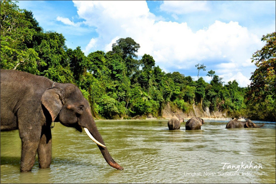 Menikmati Keseruan Tracking Bersama Gajah di Tangkahan, Kawasan Wisata Taman Nasional Gunung Leuser