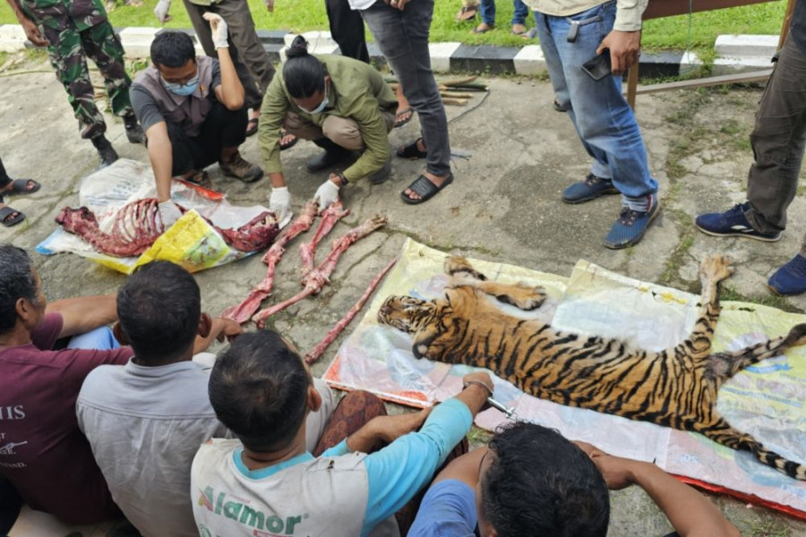 Enam Pemburu Harimau Asal Rokan Hulu Riau Ditangkap di Hutan: Kondisi di TKP Bikin Merinding