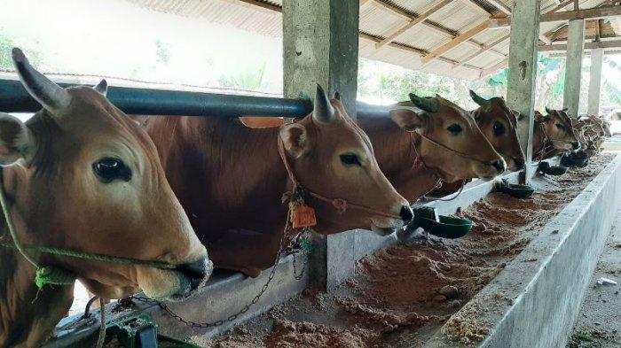 Berikut Tips Memilih Hewan Kurban Menurut Pakar Hewan Ternak