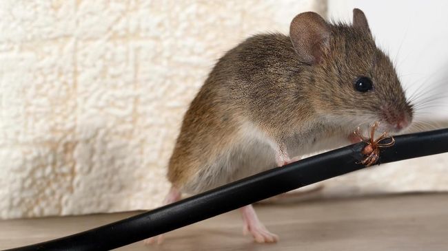 Begini Cara Mengusir Tikus yang Bandel, Dijamin Musnah dari Rumah