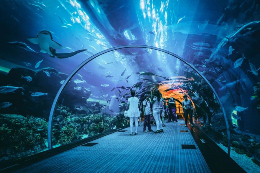 Jakarta Aquarium: Keindahan Bawah Laut di Jantung Ibu Kota