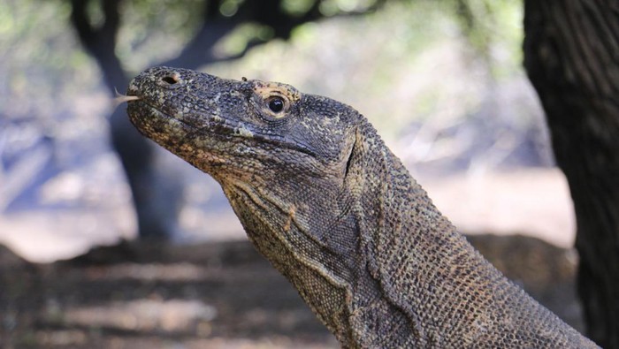 Penutupan TN Komodo Dinilai Bisa Menyebabkan Wisata Labuan Bajo Lumpuh