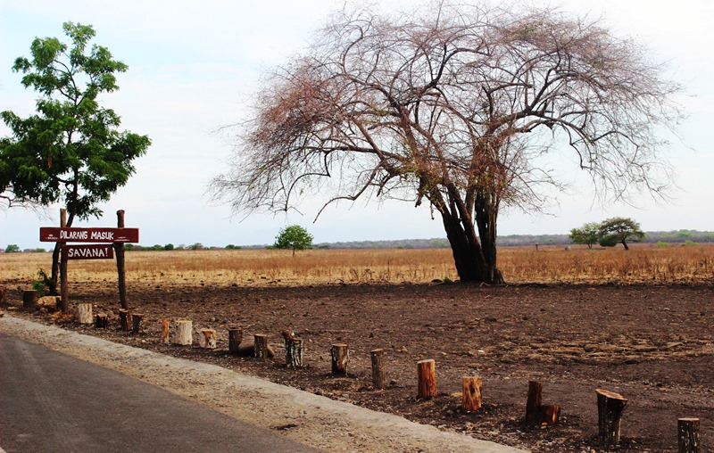 Pengen Melancong ke 'Africa Van Java' Taman Nasional Baluran? Dijamin Makin Ngangenin