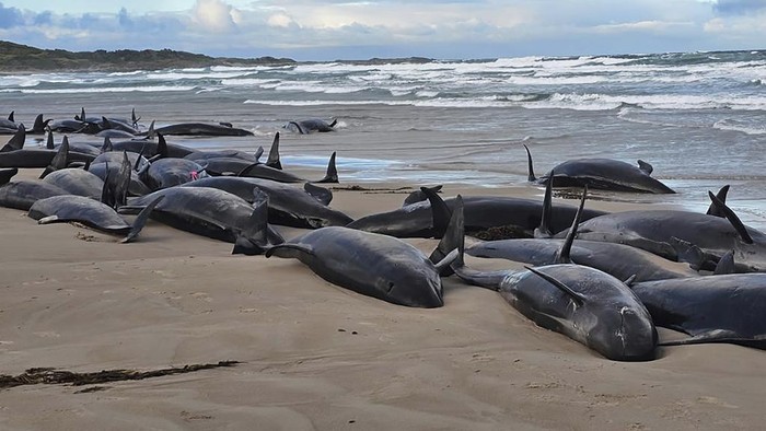 Menyedihkan, Ratusan Paus Pembunuh Palsu Ramai-ramai Terdampar di Pantai Terpencil Australia